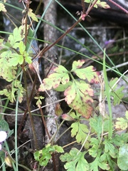 Geranium robertianum