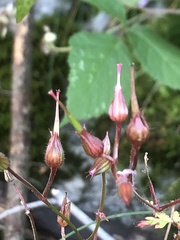 Geranium robertianum