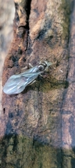 Lasius aphidicola