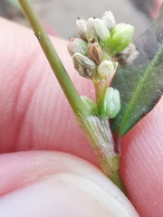 Persicaria maculosa