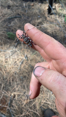 Acanthocinus spectabilis