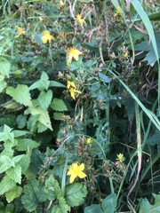 Hypericum perforatum