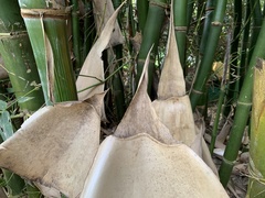 Bambusa beecheyana