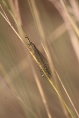 Brachynemurus versutus
