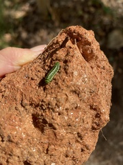 Callophrys gryneus