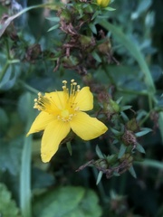 Hypericum perforatum