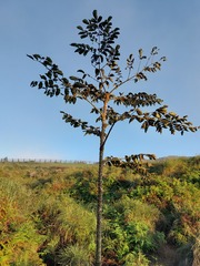 Aralia decaisneana