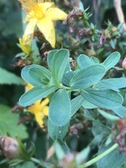 Hypericum perforatum