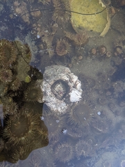 Hexanauplia