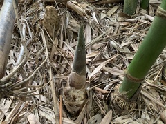 Bambusa beecheyana