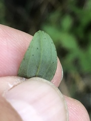 Hypericum perforatum