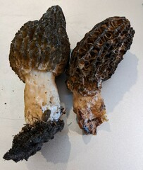 Morchella angusticeps