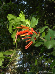 Tristerix corymbosus