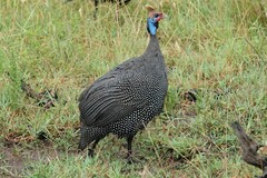 Numida meleagris reichenowi