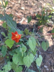 Ipomoea coccinea