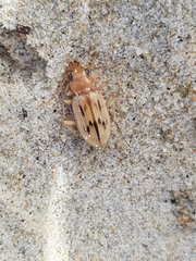 Eurynebria complanata