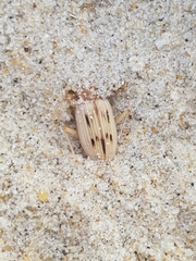 Eurynebria complanata