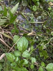 Nasturtium officinale