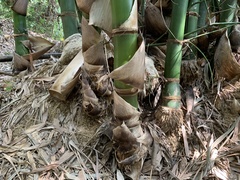 Bambusa beecheyana