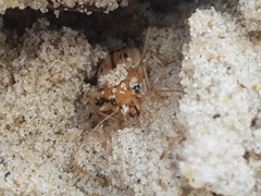 Eurynebria complanata