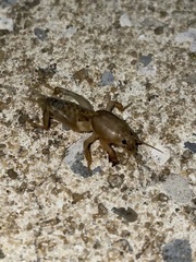 Neoscapteriscus borellii