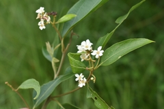 Nectandra