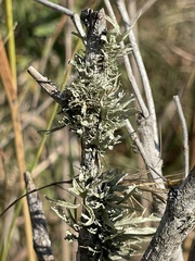 Ramalina complanata