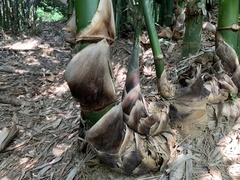 Bambusa beecheyana