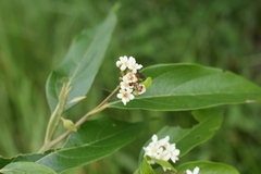 Nectandra