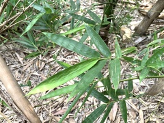 Bambusa beecheyana