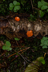 Scutellinia colensoi
