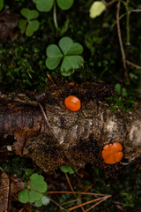 Scutellinia colensoi