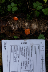 Scutellinia colensoi
