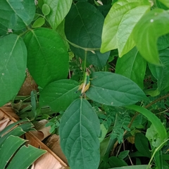Caryanda spuria
