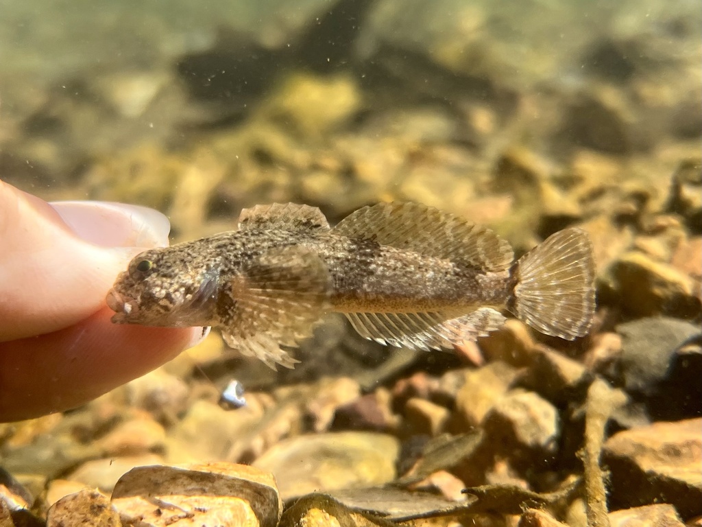 Mottled sculpin (Cottus bairdii) — Cottidae