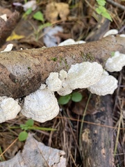 Trichaptum subchartaceum