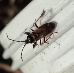 Eremocoris fenestratus