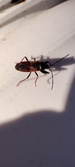 Eremocoris fenestratus