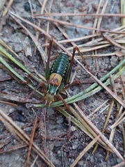 Barbitistes constrictus