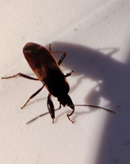 Eremocoris fenestratus