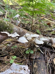 Trichaptum subchartaceum