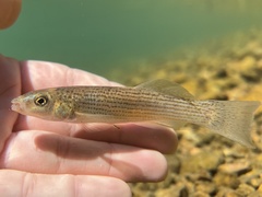 Fundulus catenatus