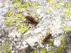 Anonconotus mercantouri