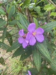 Melastomeae