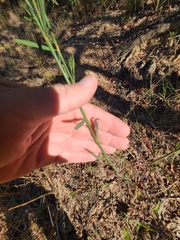 Polygonella gracilis