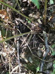 Dryopteris goldieana