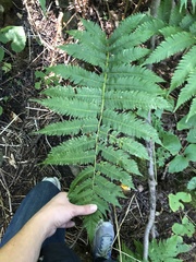 Dryopteris goldieana