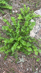 Hyoseris radiata