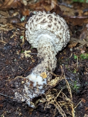 Strobilomyces confusus