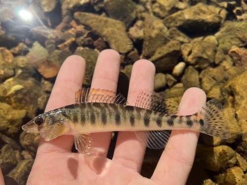 Ozark Logperch